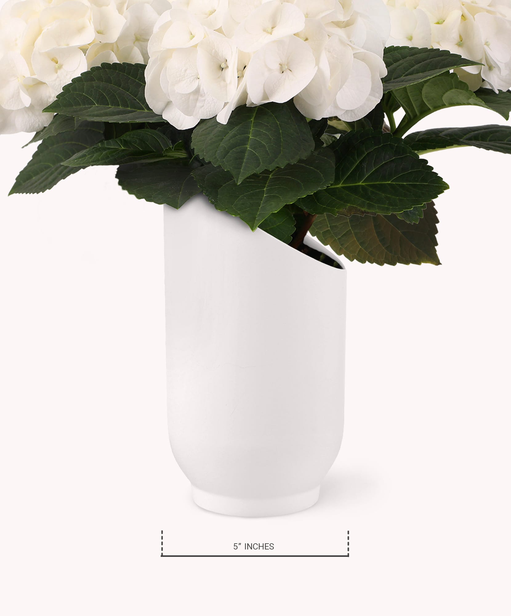 Elegant white hydrangeas in a modern, curved vase, perfect for home decor.