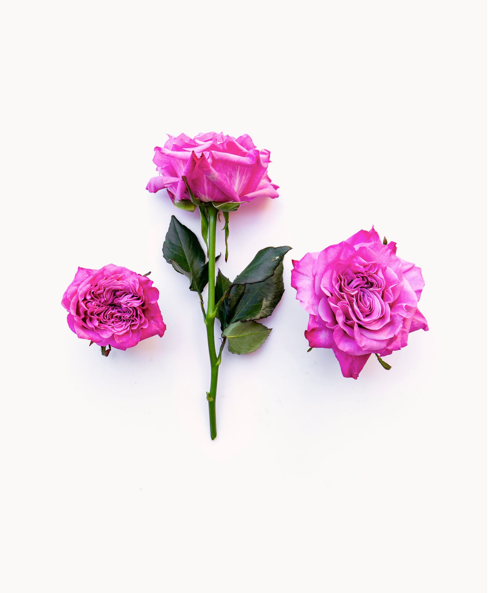 Vibrant pink roses in varying sizes, elegantly displayed on a clean white background.