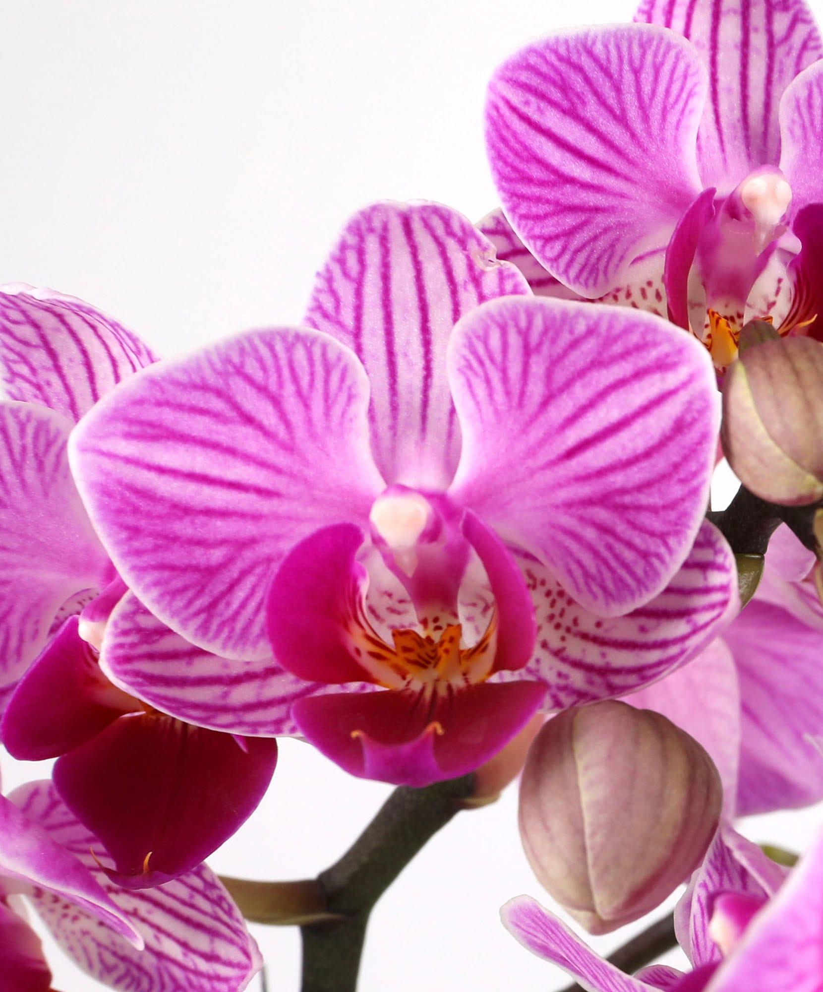 Vibrant pink orchids with intricate patterns, showcasing nature's elegance and beauty.