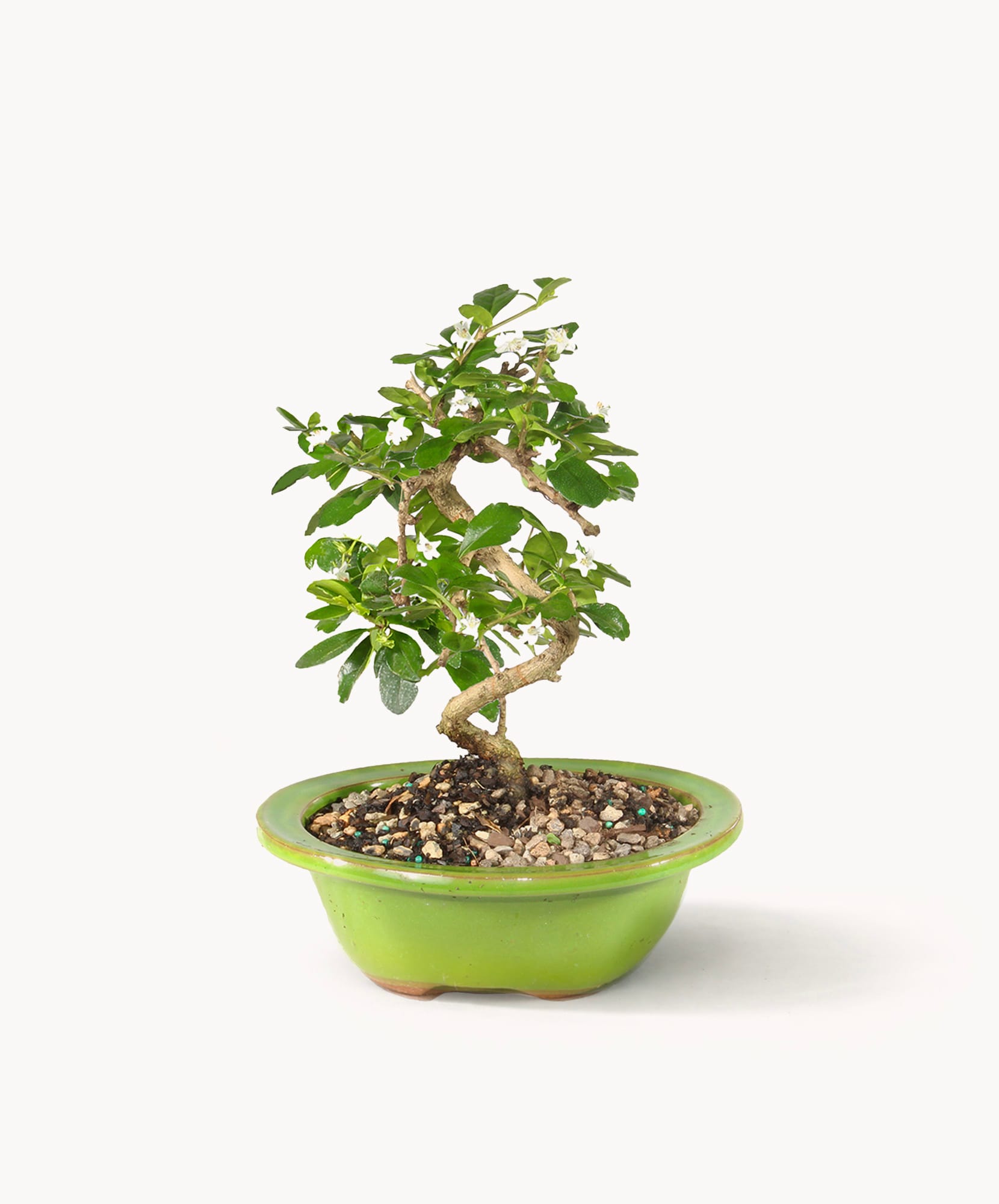 Elegant bonsai tree with twisting branches in a vibrant green pot, perfect for home decor.